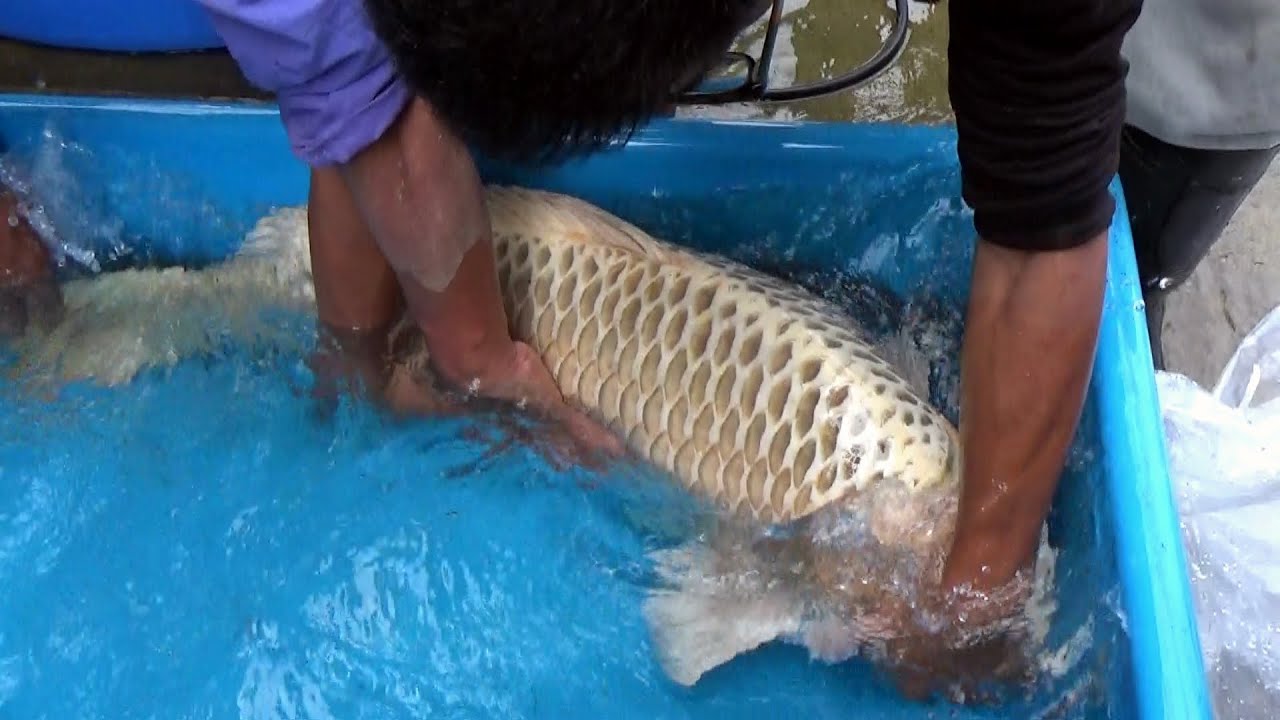 錦鯉/大迫力鯉  98cm 検寸/仙助