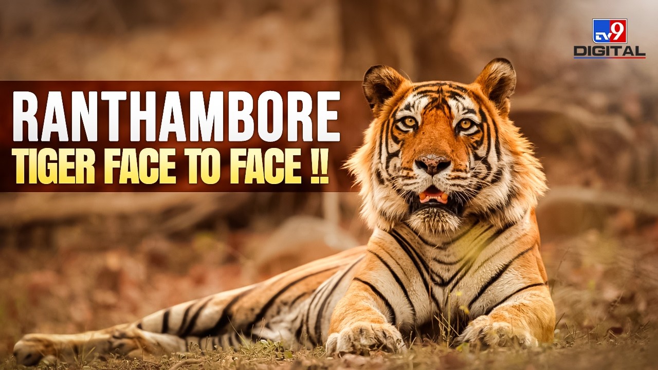Ranthambore Safari 🐯 | Tiger Sighting + Ranthambore Fort + Full Travel Guide 2026 #travel9