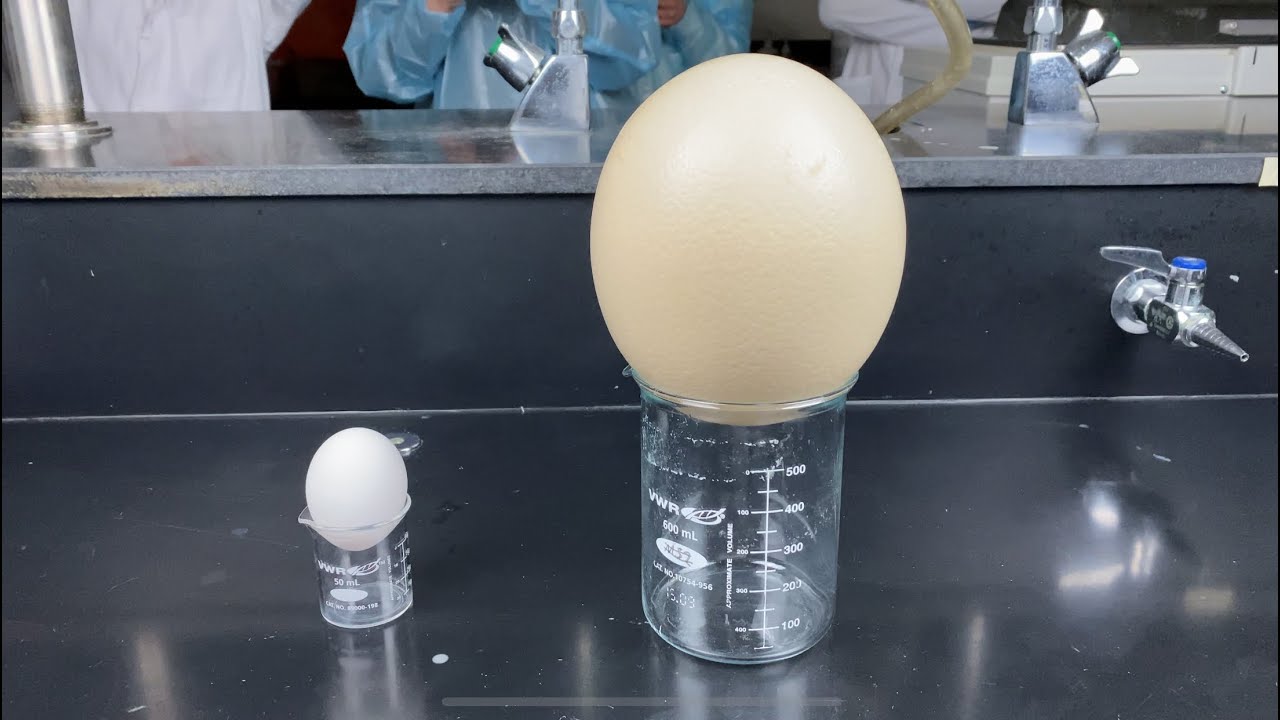 How large is an Ostrich egg?