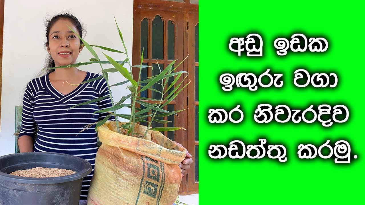 ඉඟුරු වගා කරන අලුත් ක්‍රමයක් / අඩු ඉඩක ඉඟුරු වගා කර නිවැරදිව නඩත්තු කරමු /Ginger cultivation sinhala
