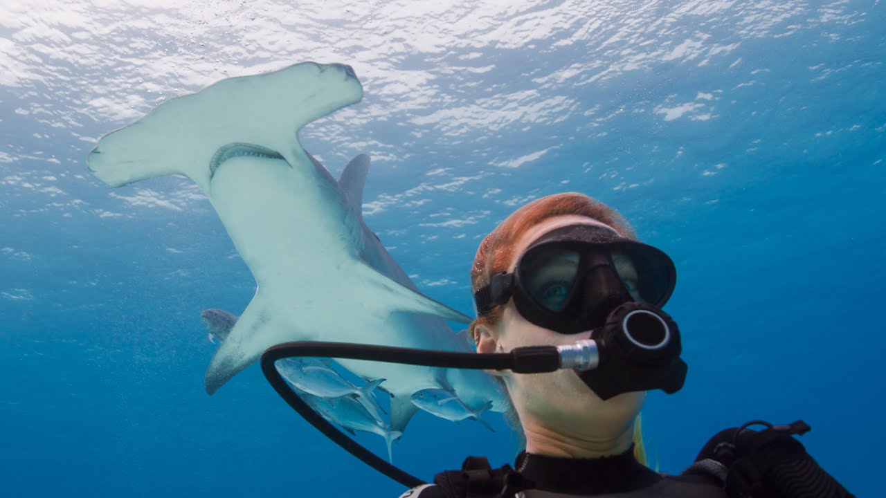 Face to Face with Hammerhead Sharks (ft. DJ Nora En Pure)
