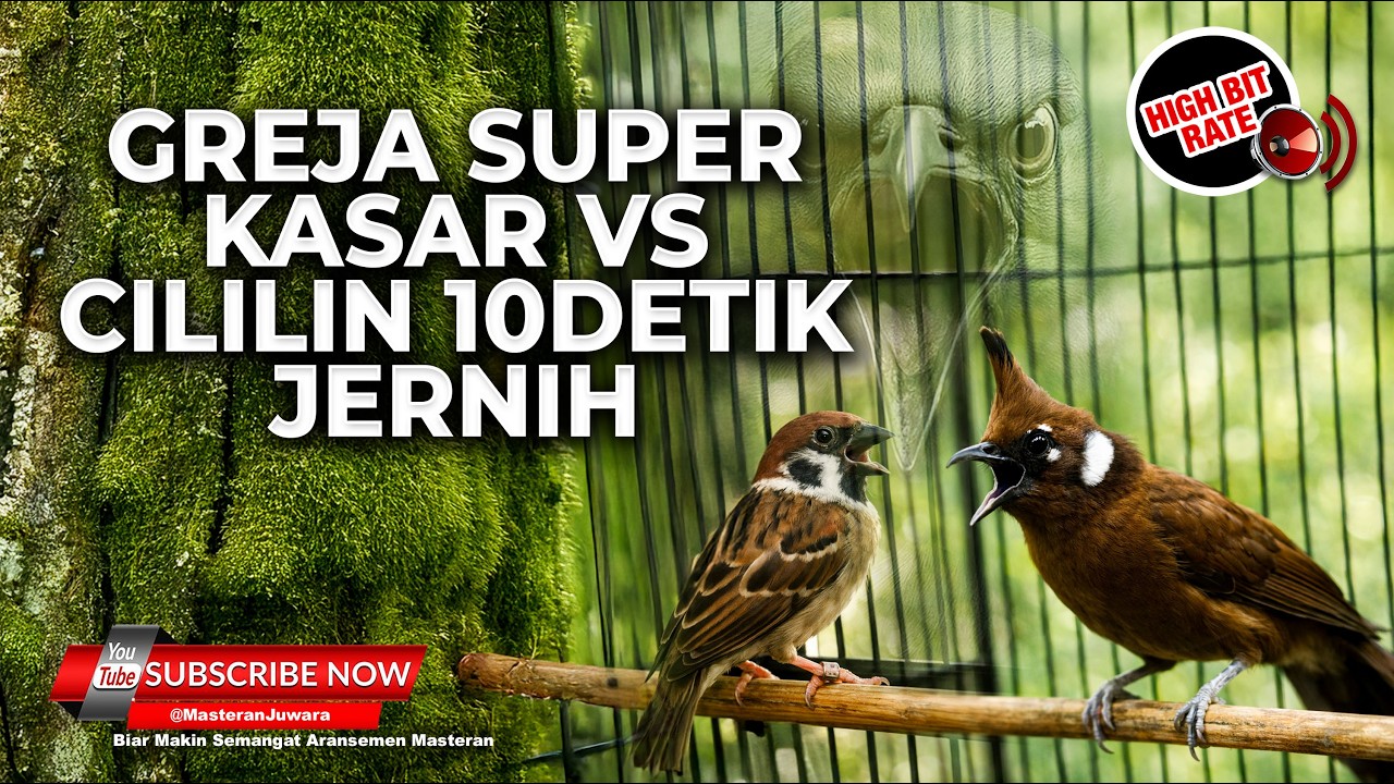 🔴 Live Masteran Pukulan Kasar Greja Tarung Super Kasar vs Tembakan Cililin Gacor Panjang Jernih