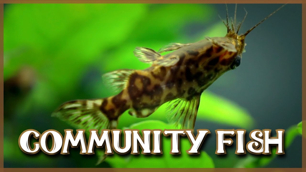 12 Best Community Aquarium Fish!