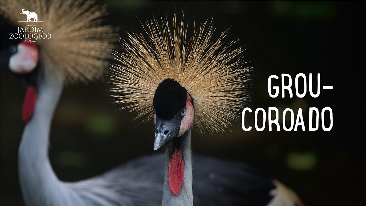 Grou-coroado | Jardim Zool&oacute;gico