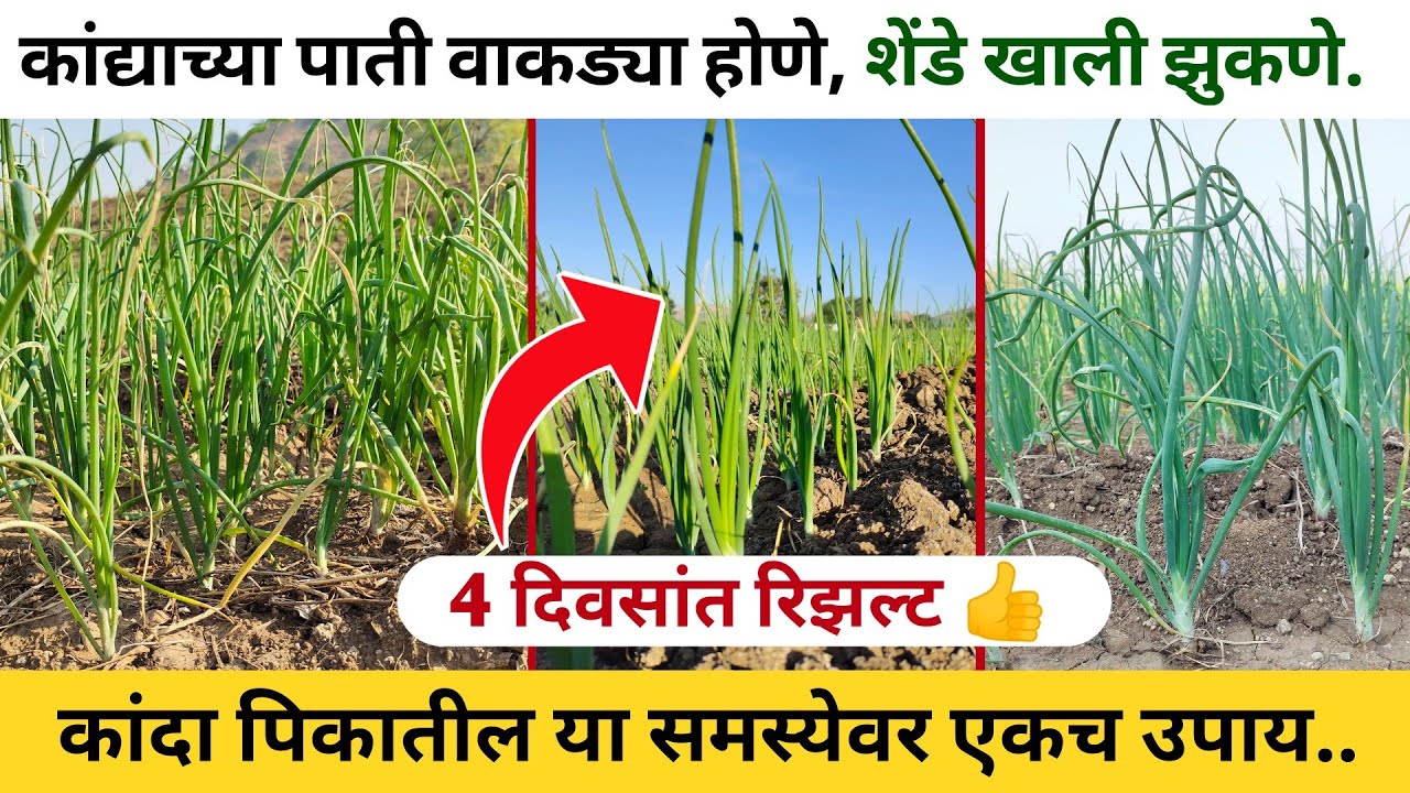 कांद्याच्या पाती वाकडे होणे शेंडे खाली झुकने यावर उपाय | कांदा शेंडे वाकडे होणे | कांदा फवारणी
