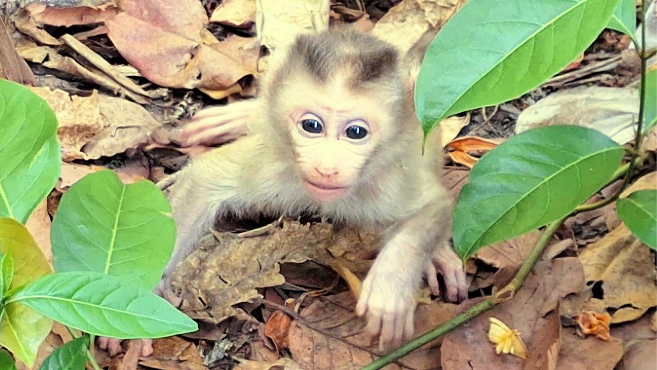 Adorable Baby Monkey in Angkor Area, #1245.