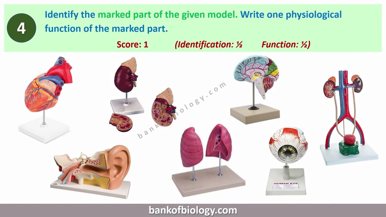 Plus 2 Zoology practical exam tips 2026