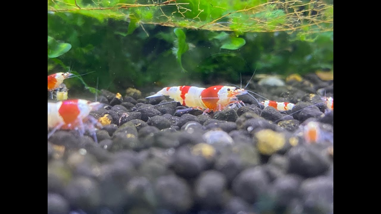 Pure Red Line Crystal Red Shrimp (PRL CRS) Tank!