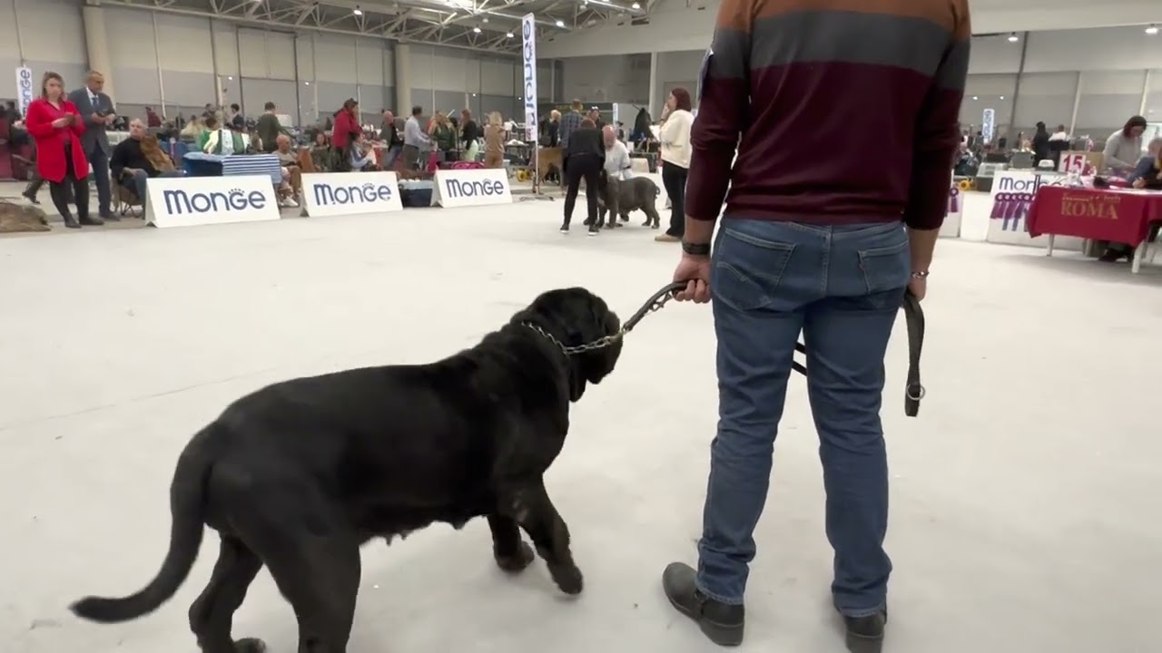 INTERNAZIONALE DI ROMA SPECIALE MASTINO NAPOLETANO 6 novembre 2022