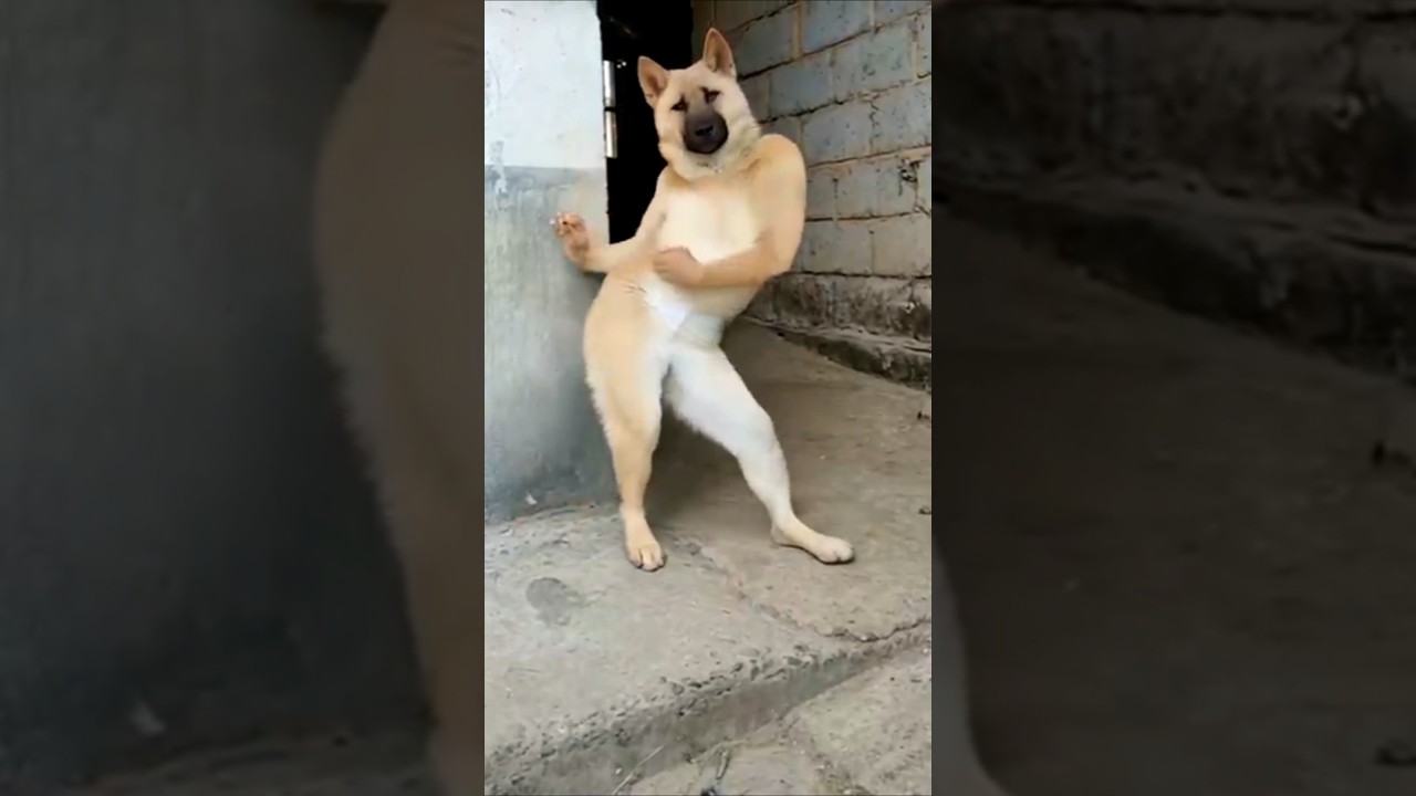 dog Tum andar aa jao Mera Dost 😘