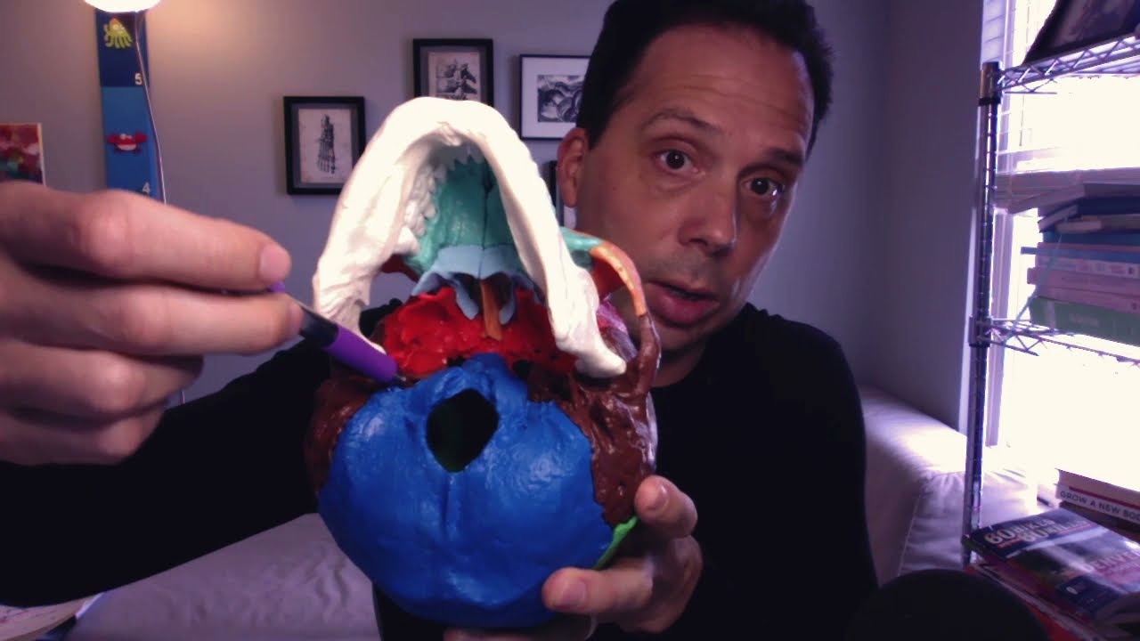 The Continuous Tongue - Brief Fascia Explanation