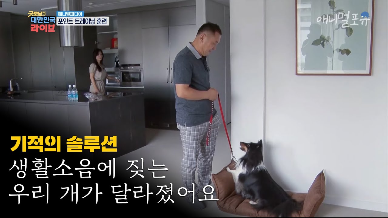 생활소음에 민감해도 너무 민감한 우리 개가 달라졌어요 (feat. 이웅종) KBS 200728 방송