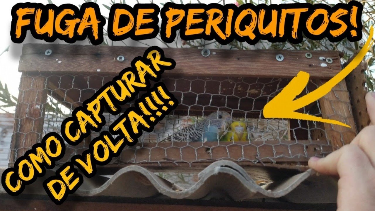COMO CAPTURAR DE VOLTA PERIQUITOS AUSTRALIANO QUE FUGIRAM!
