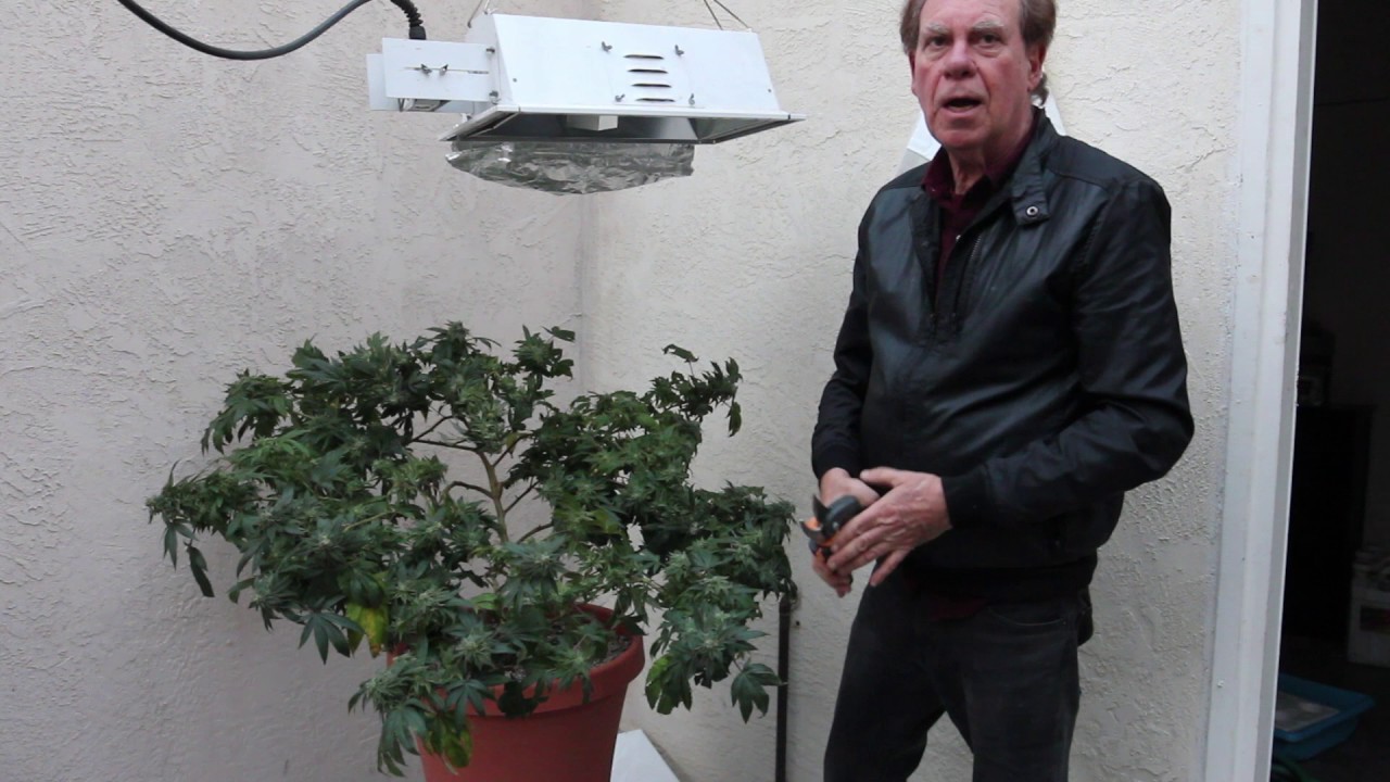 Cutting, Hanging, and Drying an entire plant with Ed Rosenthal!
