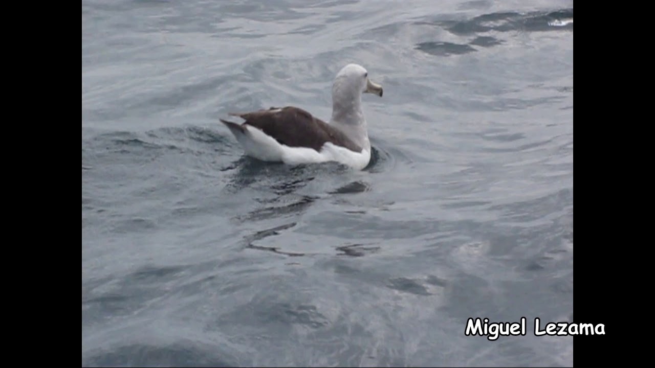 Salvin's Albatross - Pelagic Callao.
