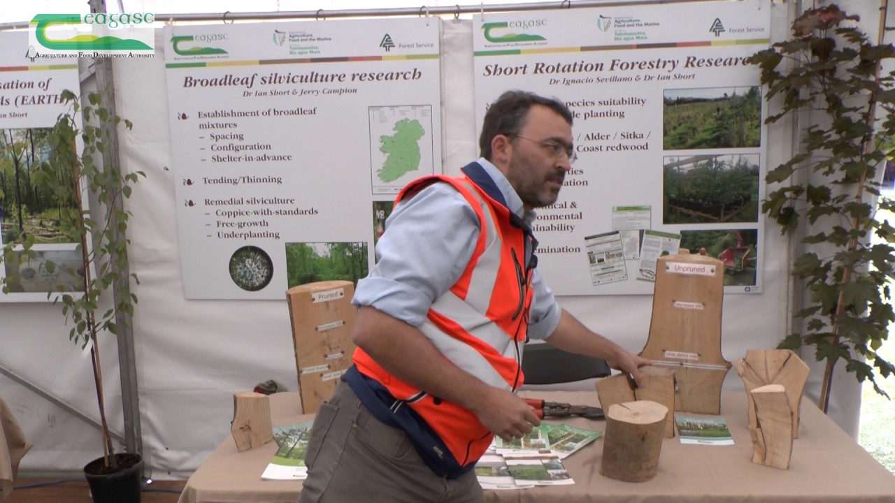 Growing quality broadleaves