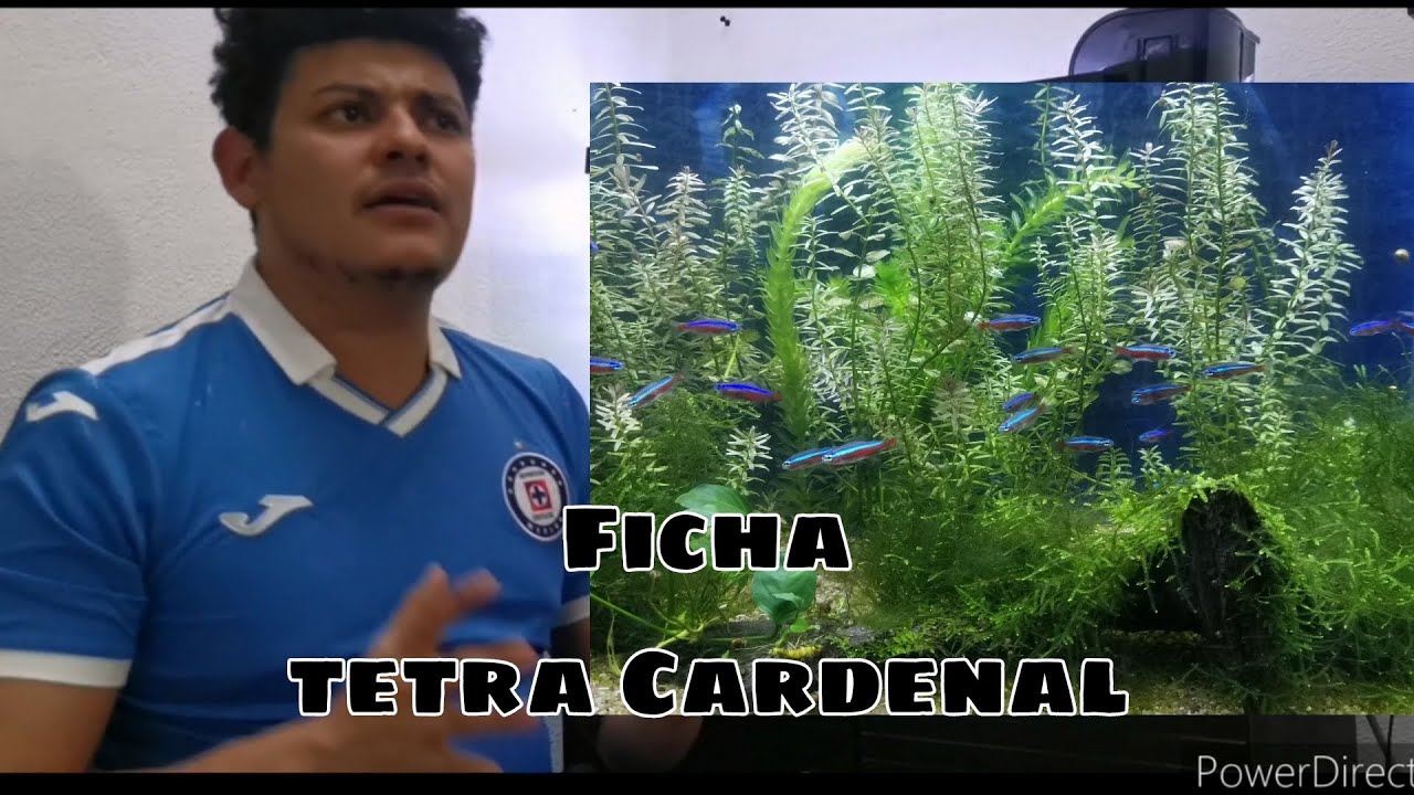 Ficha técnica Tetra Cardenal