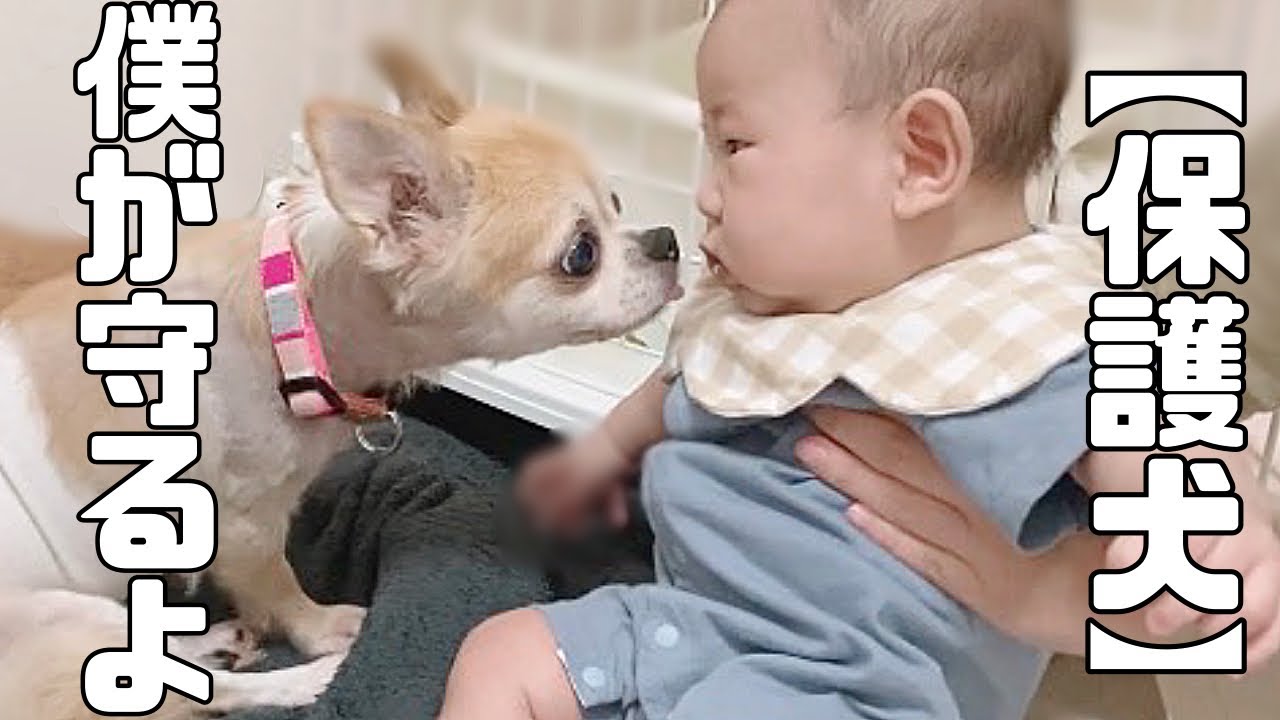 保護犬 おもちちゃんについて心配なこと。お預かり２日目の様子「vol 220」