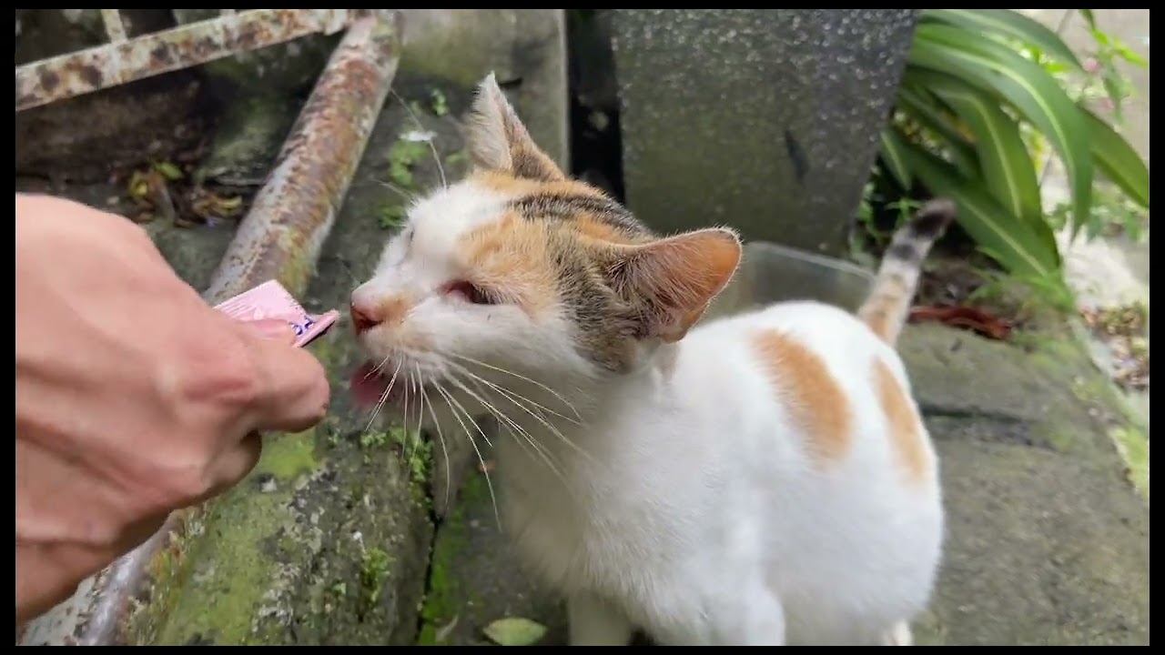 Buntis na uli si MingMing | Our adopted stray cat