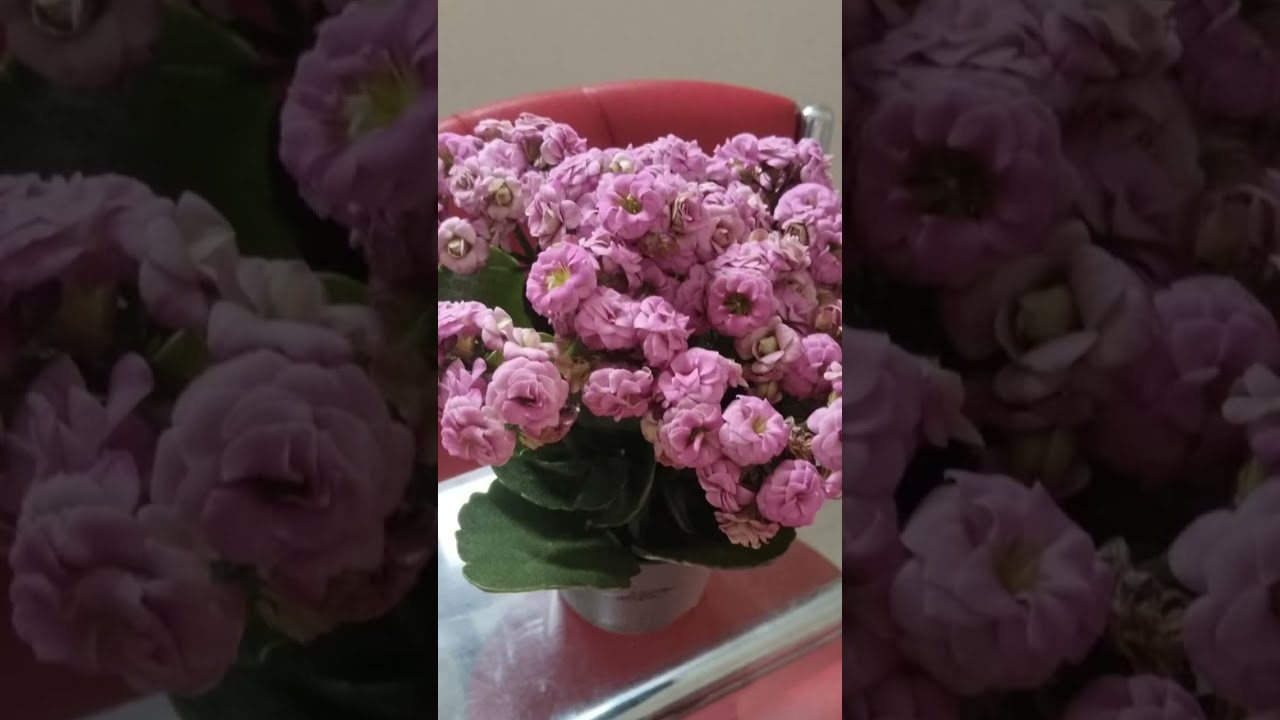 eslem.61 kanalı canlı yayında