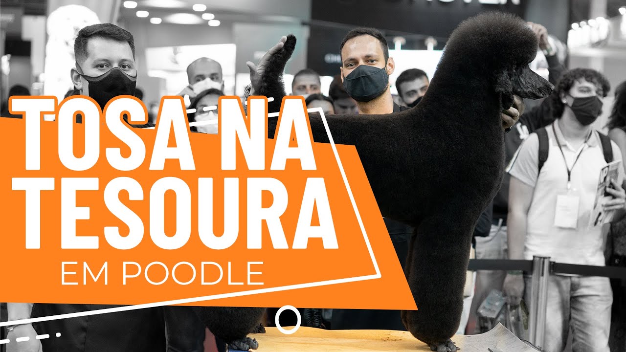 Tosa na Tesoura em Poodle - German Clip