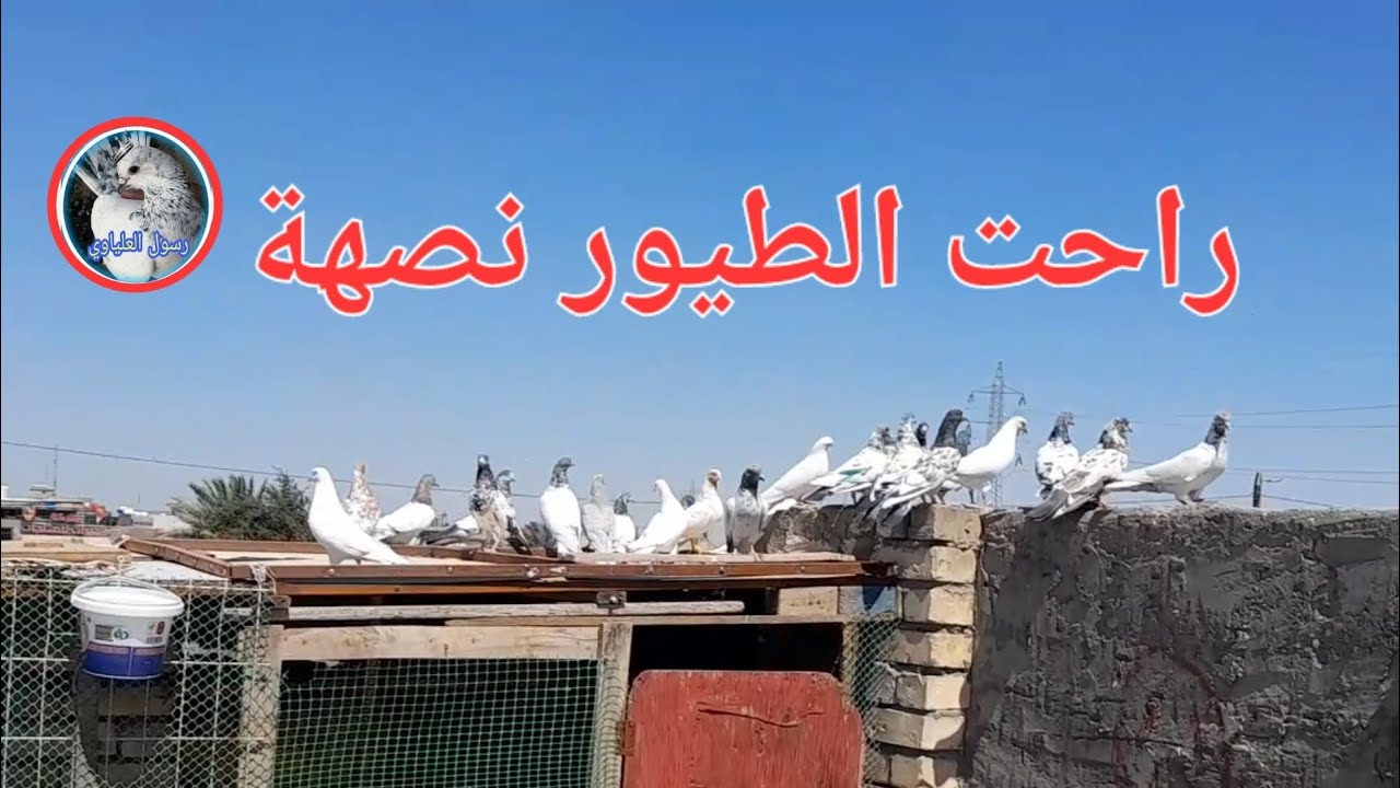 شوفو الكارثه الصارت بل الطيور