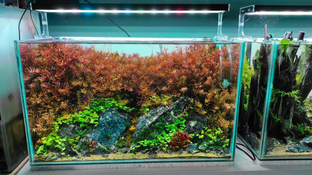 #221 Membuat Aquascape simpel dan mudah dirawat ukuran 60cm