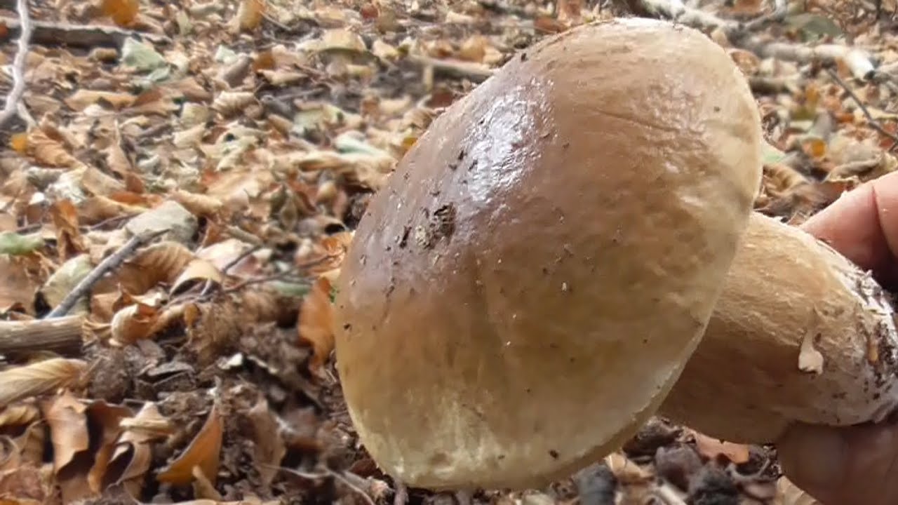 porcini di montagna  6 7 ottobre 2023 prima faggio poi abete e per finire...