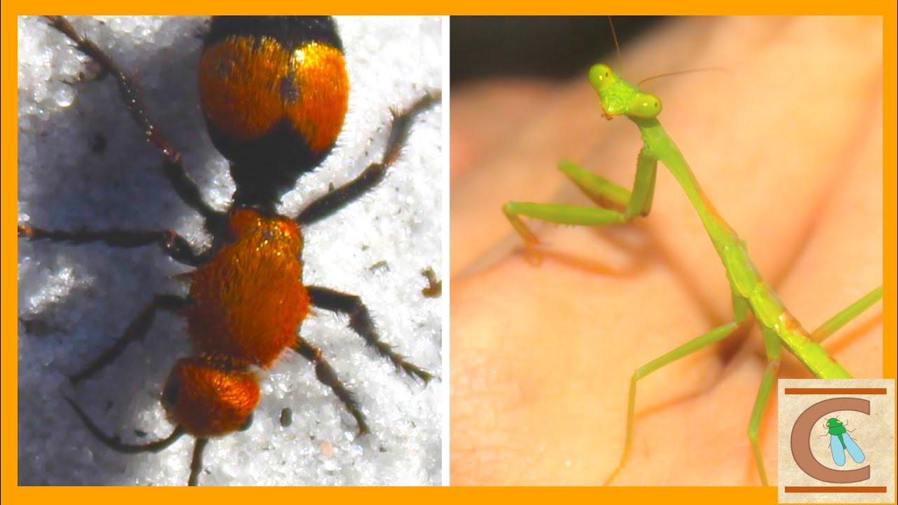 Massive Cow Killer, Baby Mantis, and MORE Florida Wildlife - Johnathan Dickinson SP