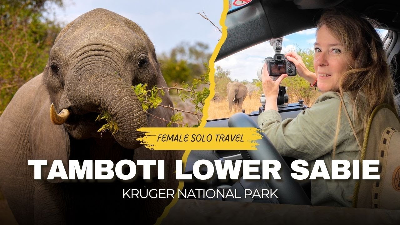 Wild dog puppies & elephant encounters | Solo female self drive photo safari Tamboti to Lower Sabie