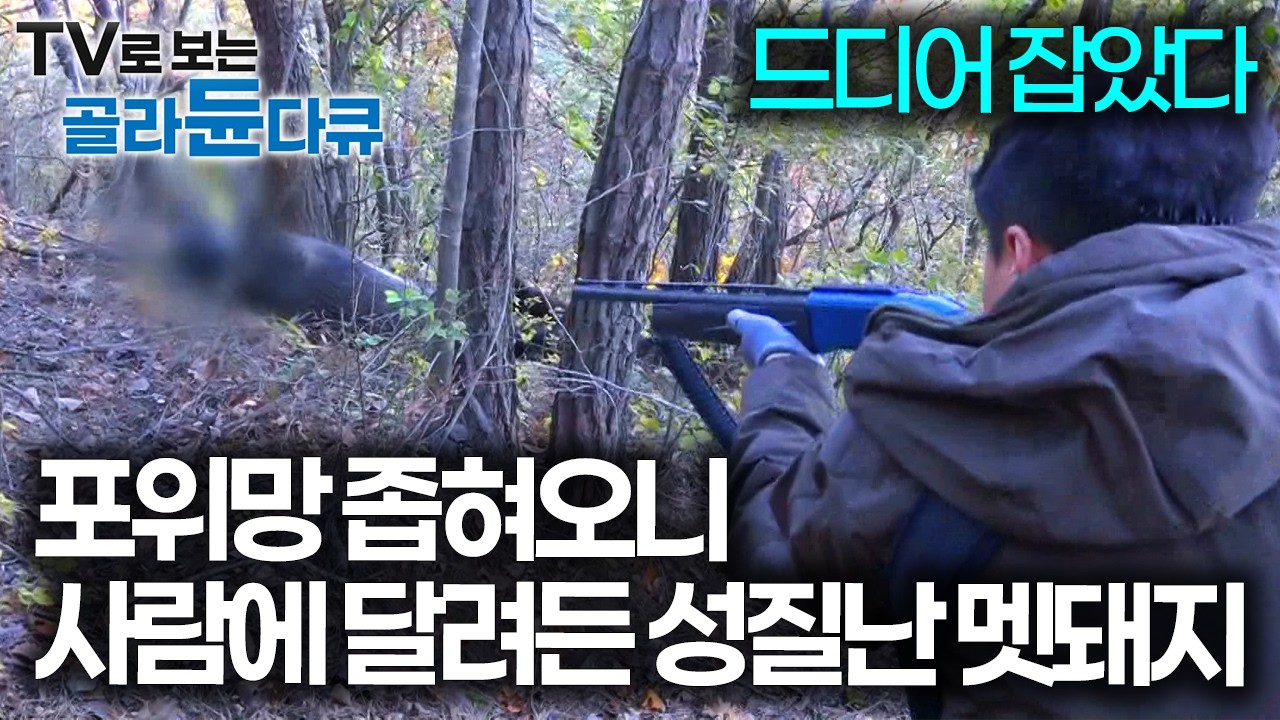 사람을 쫓아간다는 신고받고 달려갔더니, 제대로 성질난 잡식성 멧돼지와의 긴박한 추격전｜극한직업｜#골라듄다큐