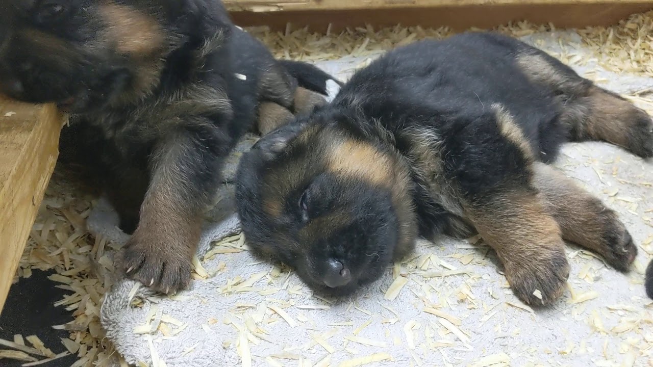 3 week old German Shepherd puppies