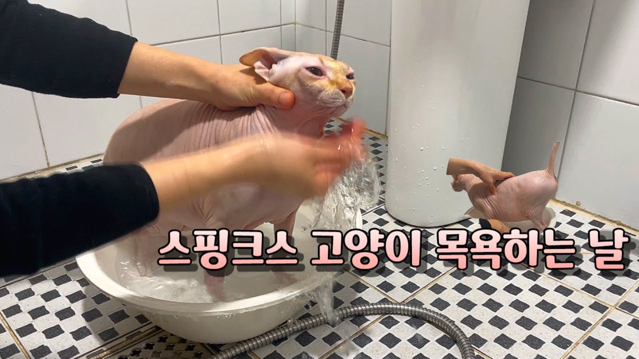 [Vlog] 스핑크스 고양이 목욕(빨래) 시키기 대 작전! (집사만의 목욕 Tip 공개!)