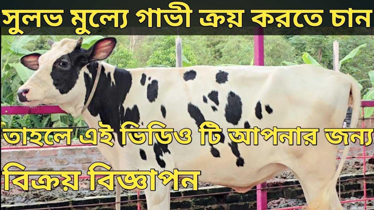 বিক্রয় বিজ্ঞাপন, ৩টি সর্বোচ্চ জাত মান গুনের বকনা। আপনার ফার্মে নিয়ে জান সর্বোচ্চ দুধের উন্নত বকনা।