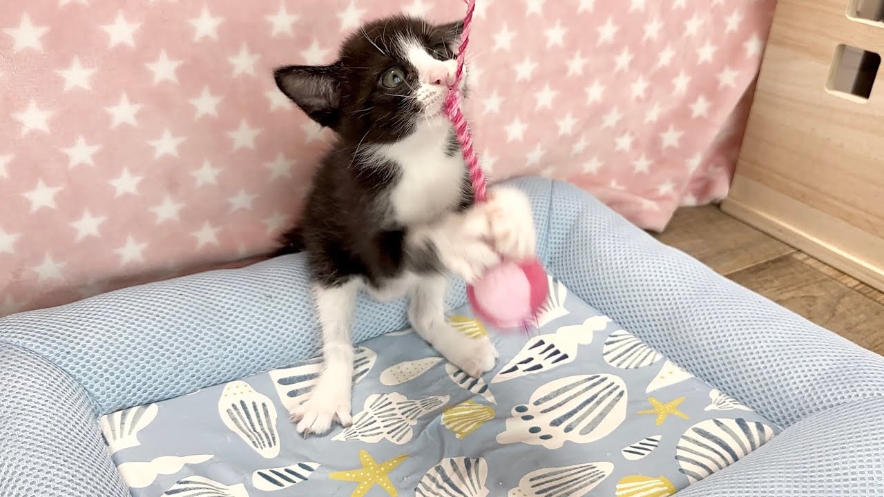 必死すぎる子猫の高速パンチが泣けるほど可愛い【ポノfam物語#28】The kitten's high-speed punch was too cute.