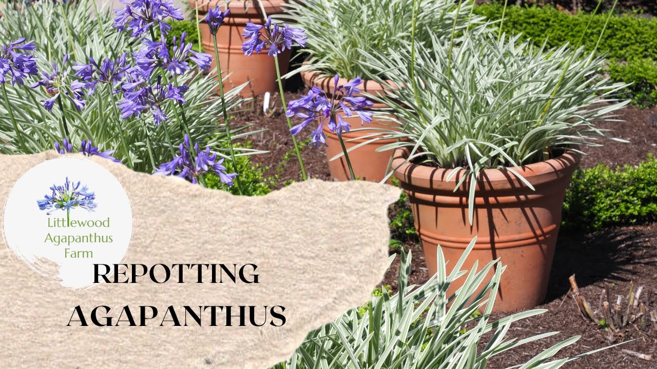 Repotting Agapanthus | How to repot Agapanthus plants | Littlewood Agapanthus Farm | Agapanthus Care
