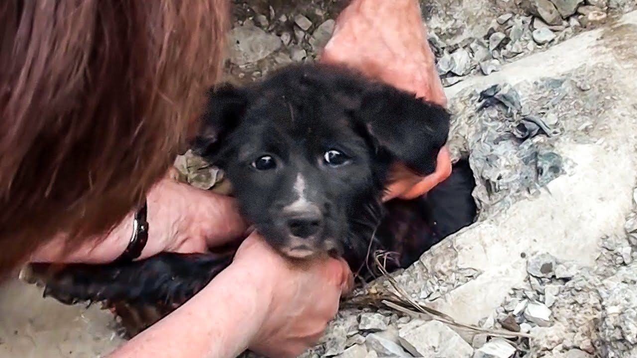 😿15 Touching And Inspiring Animal Rescues 🐶