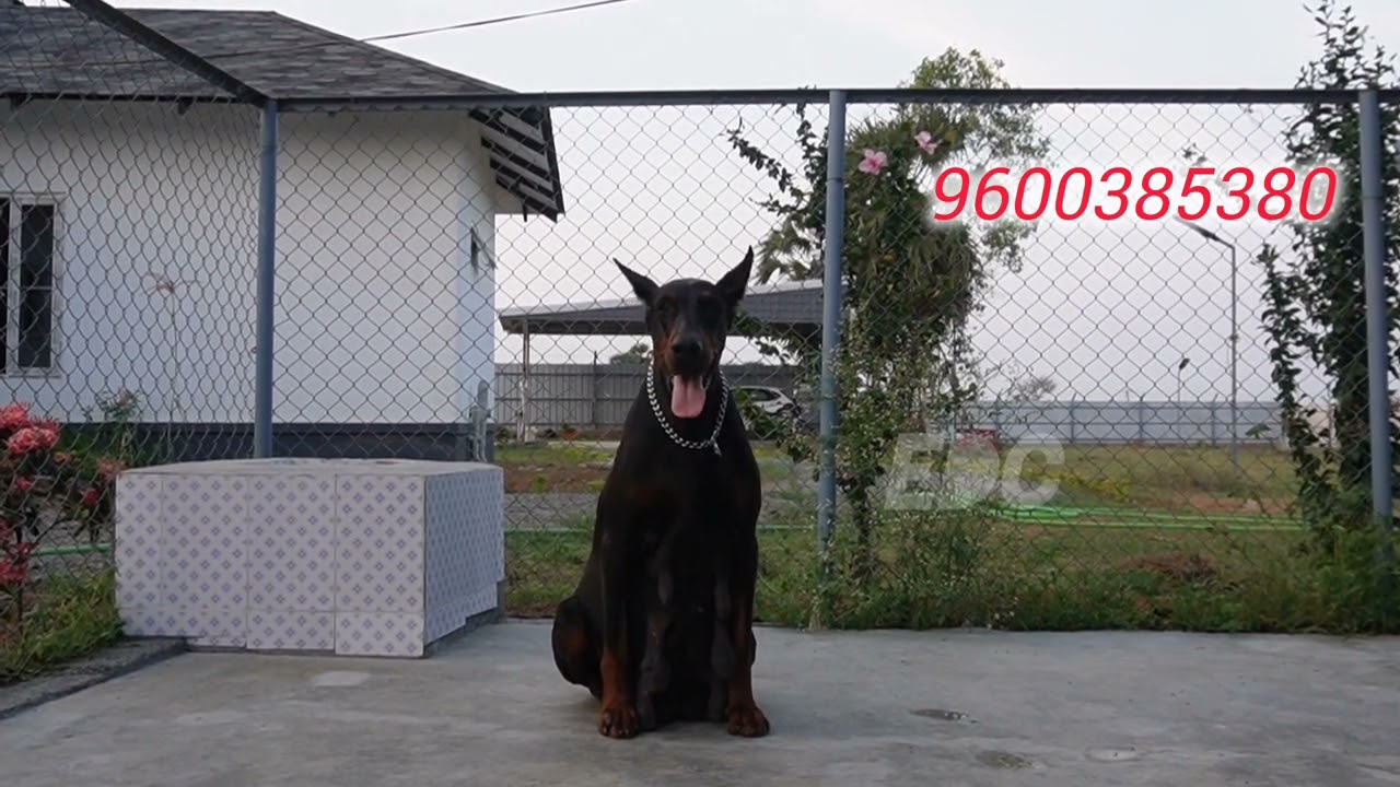Top Female European Doberman For Sale Whatsapp - 9600385380