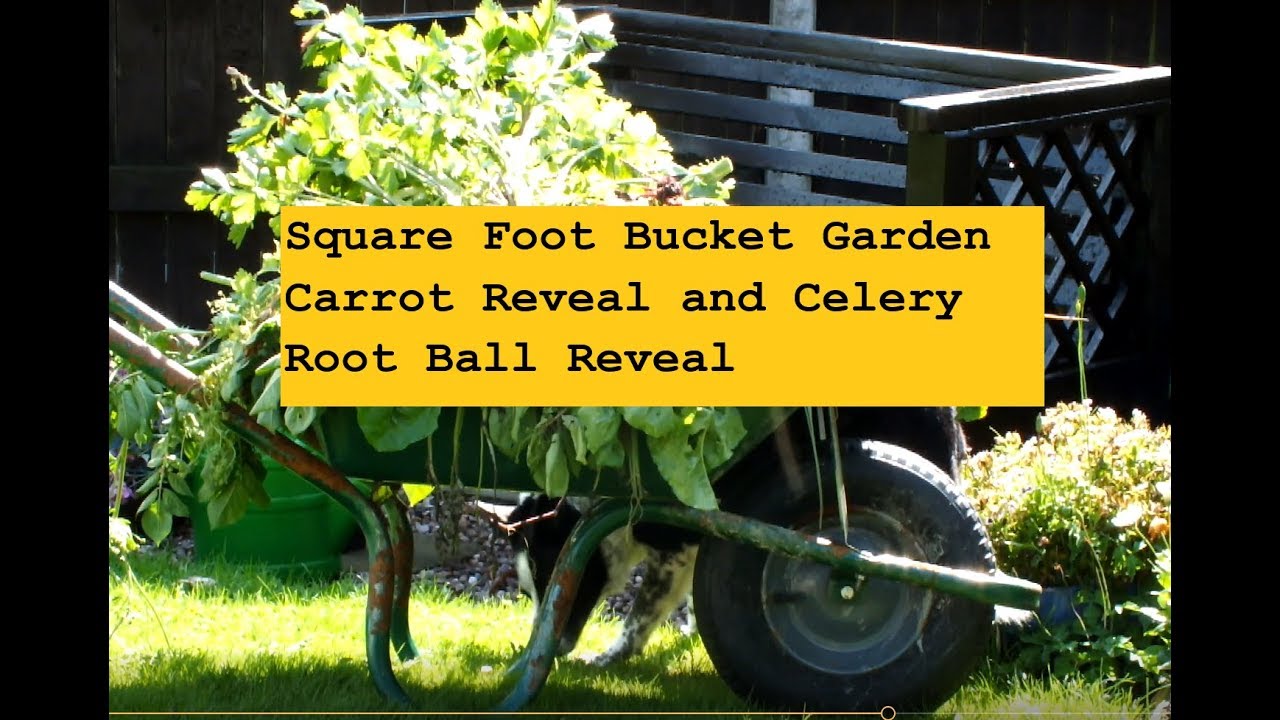 Square Foot Bucket Garden Carrot Reveal and Celery Root Ball Reveal