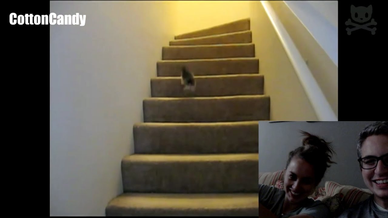 Kittens falling down stairs (reaction video)