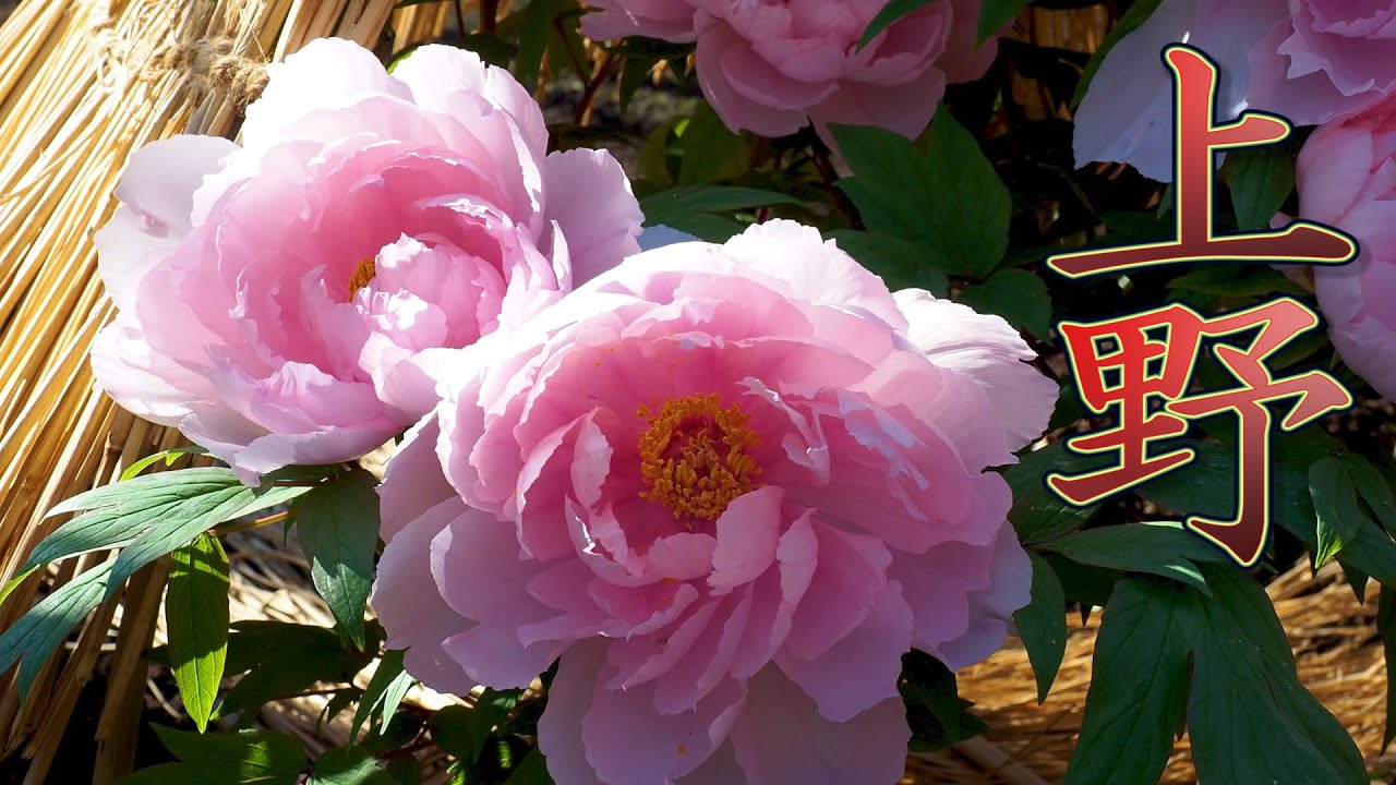 TOKYO【Peony】The winter-flowering peony of Ueno Toshogu Shrine. 上野公園 