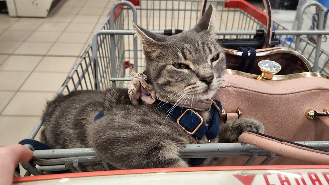 He Jumped Into My Car    and Changed My Life Forever