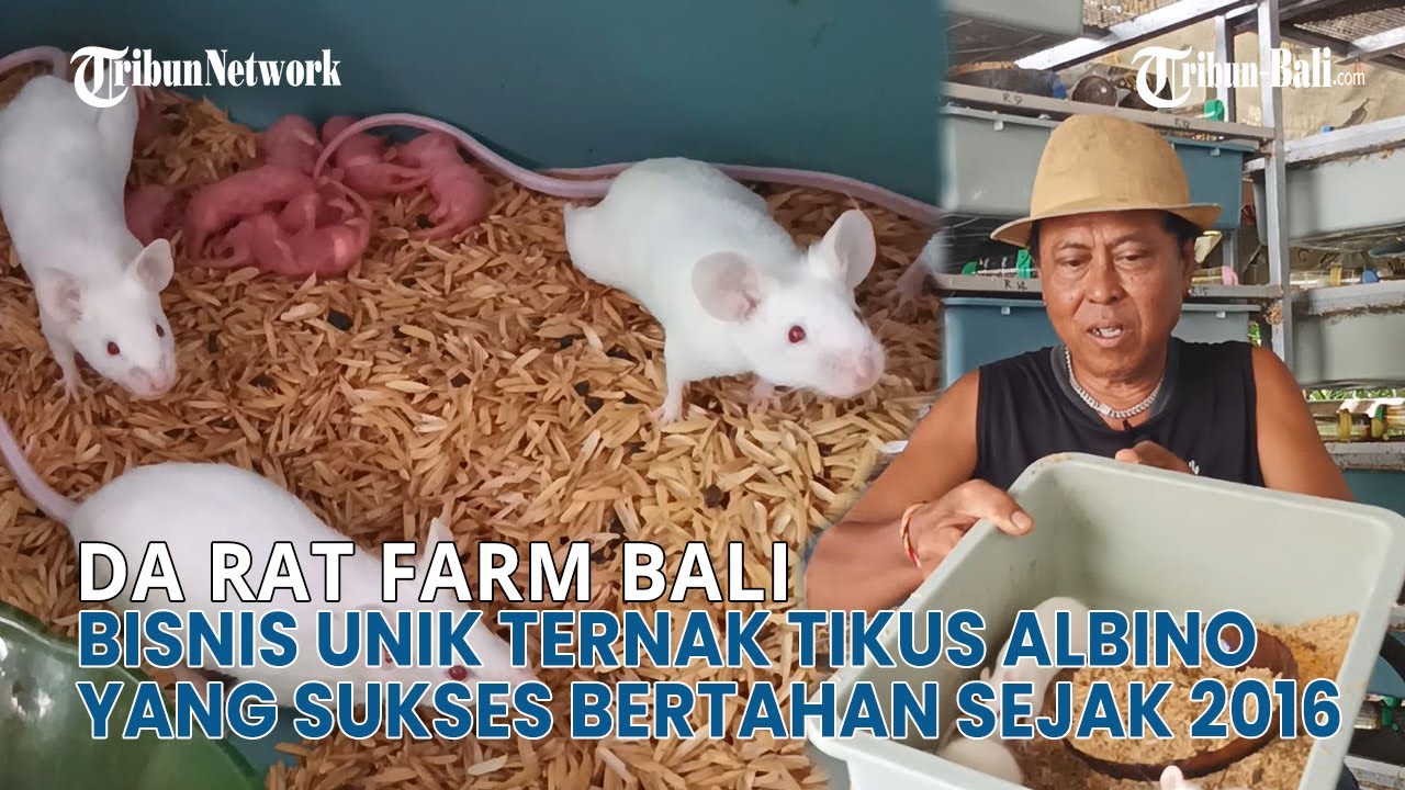 UMKM BALI | Bisnis Unik! Budidaya Tikus Albino yang Sukses Bertahan Sejak 2016