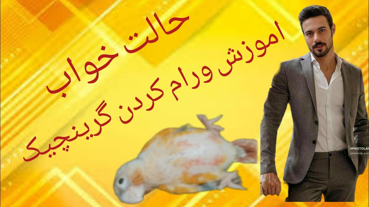 طوطی گرینچیک/اموزش خواب به گرینچیک