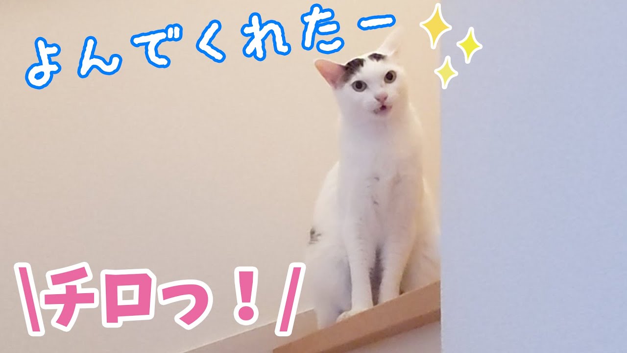 名前を呼ぶだけでおしゃべりして駆け寄ってきて喜ぶ猫