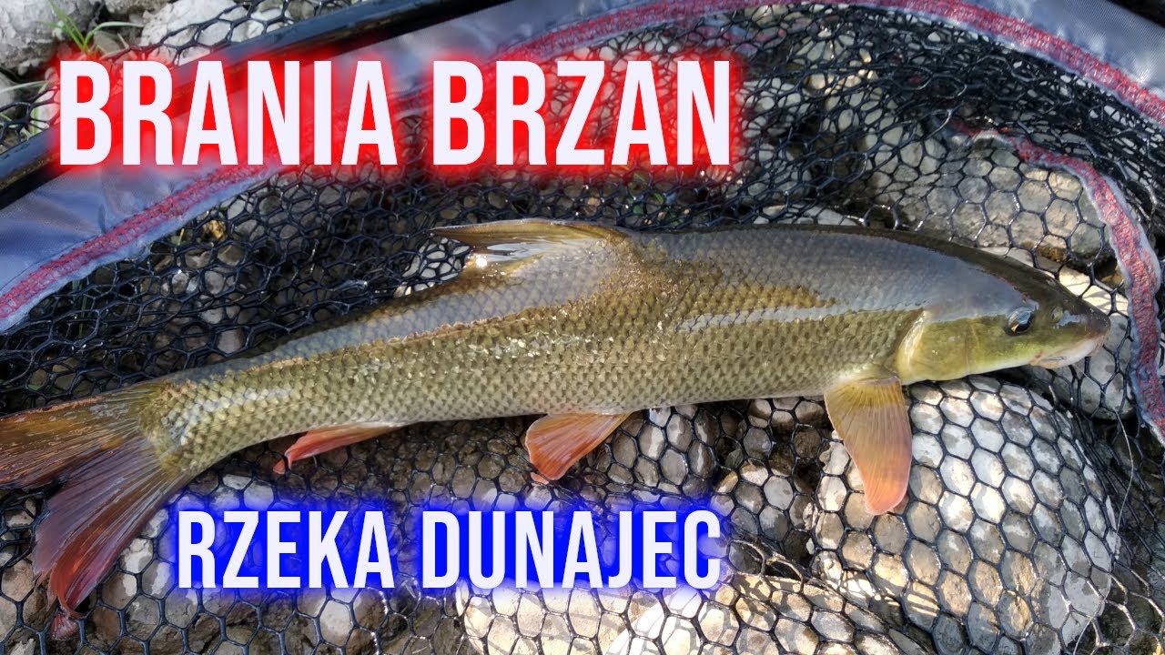 Brzany i Świnki - Rzeka Dunajec