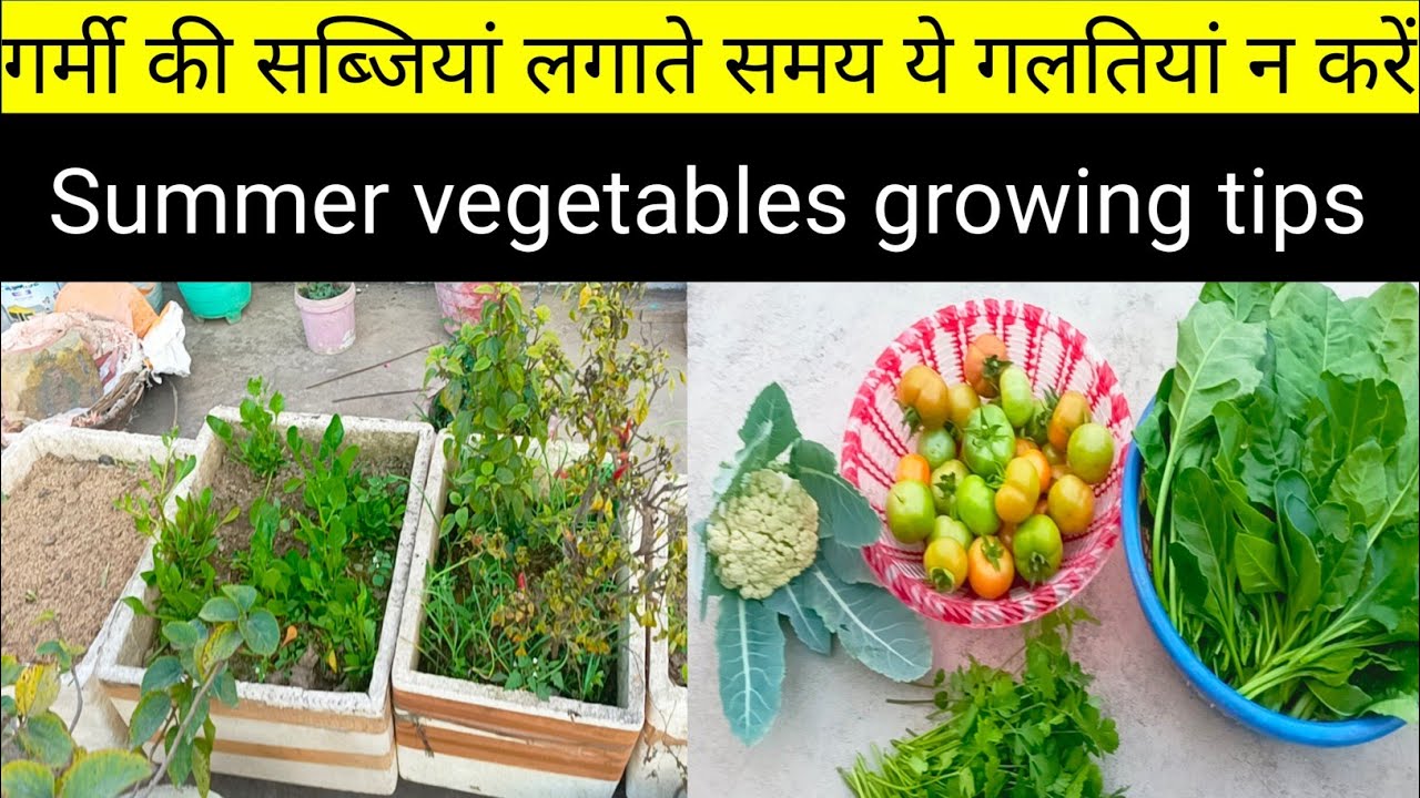 गर्मी की सब्जियां लगाते समय ये गलतियां न करें/don't this mistakes to growing summer vegetables 