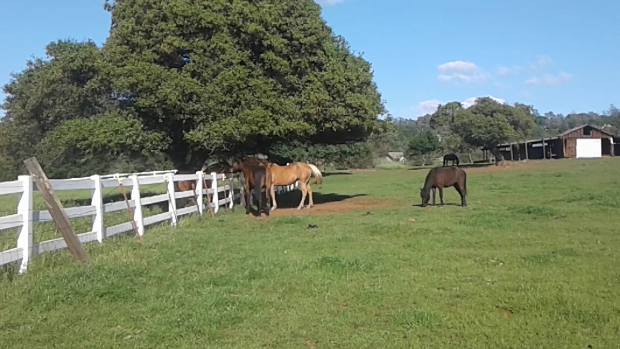 Horses flirting