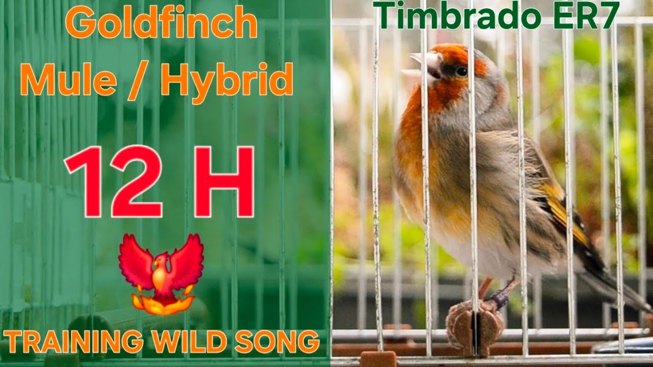 Goldfinch Hybrid 🐦‍🔥 - Mule - Canary Training Song - 12 H - Jilguero x Timbrado Español Mixto