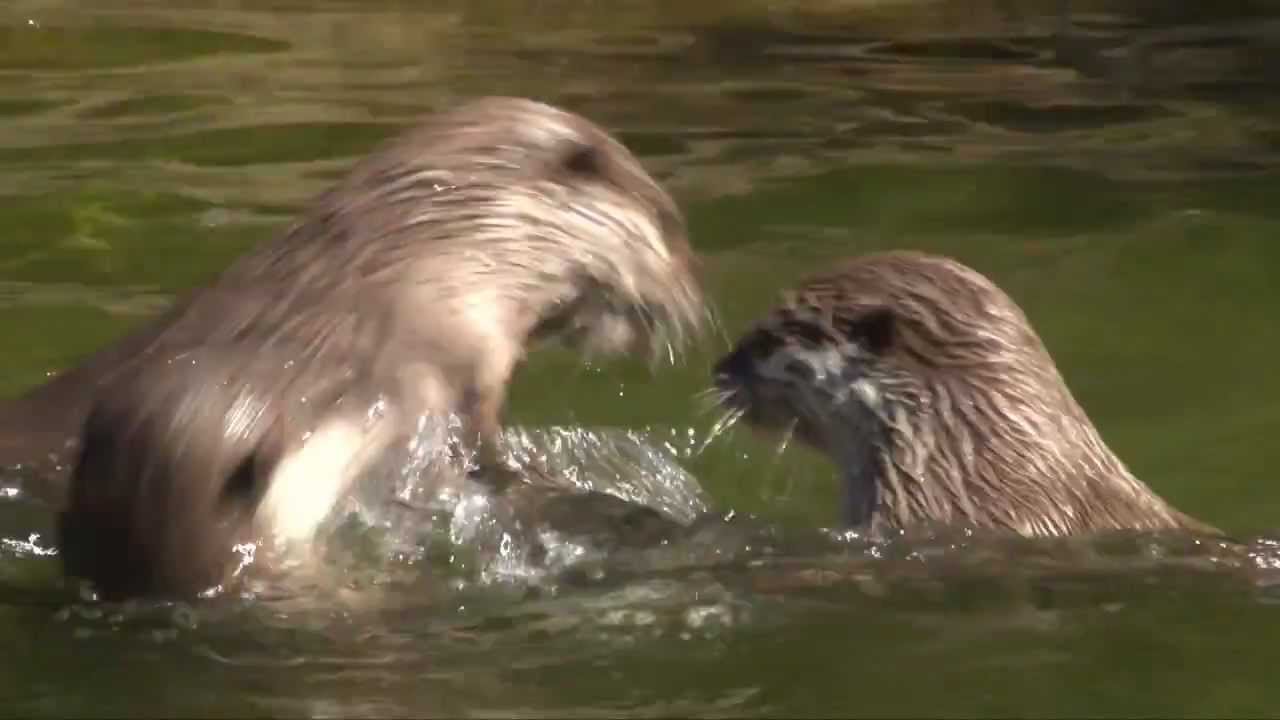 It's otter than ever at ZSL London Zoo!